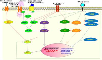 Exploring the cardiac ECM during fibrosis: A new era with next-gen proteomics